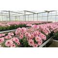 Abe গোলাপী স্প্রে chrysanthemum