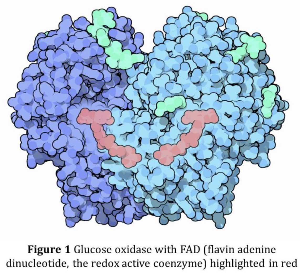 High Activity Glucose Oxidase