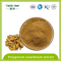 Efeito antipirético Polygonum cuspidatum extrato resveratrol