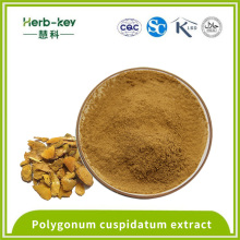 Antipyretische Wirkung Polygonum cuspidatum Extrakt Resveratrol