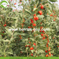 Factory Supply Nutrition Dried Lycium Chinense