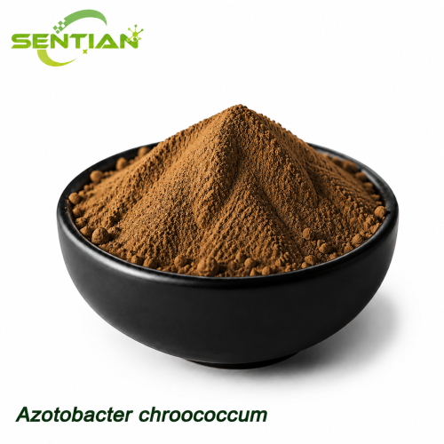Azotobacter chroococcum Nitrogen Fixing Biofertilizer