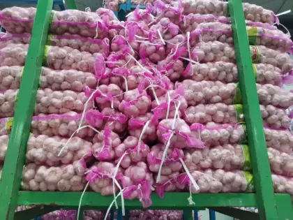 Fresh Vegetable Fresh Garlic