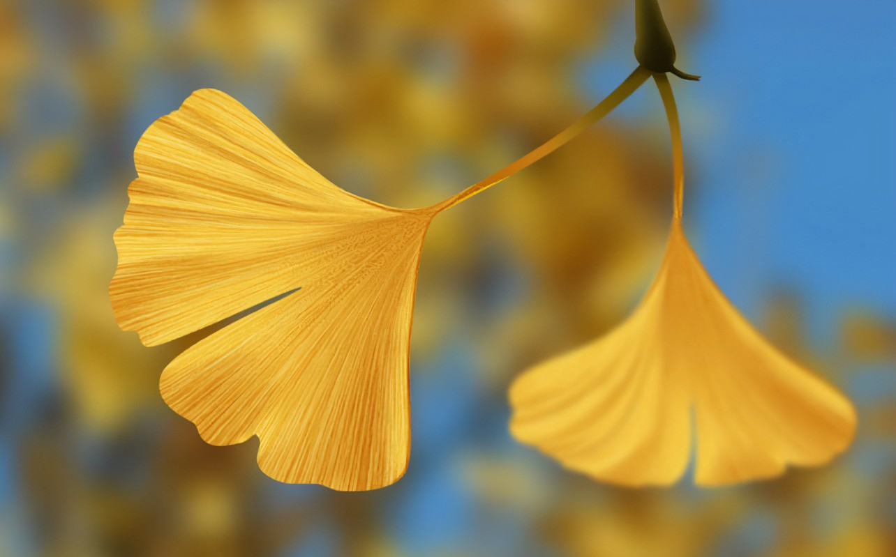ginkgo biloba leaf