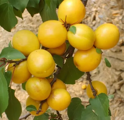 Fresh apricot apple chutneyfresh apricot apple chutney