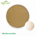 Bacillus pumilus Root Growth Promoting Microbial Agent