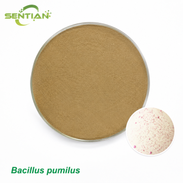 Bacillus pumilus Root Growth Promoting Microbial Agent