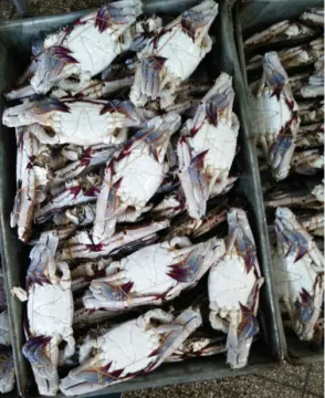 otak otak frozen food crab