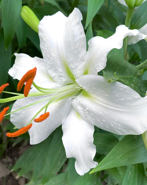 Siberia Lily