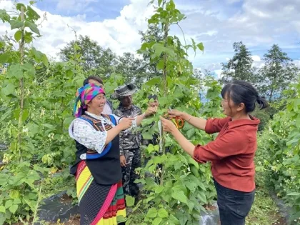 Health White kidney bean extract