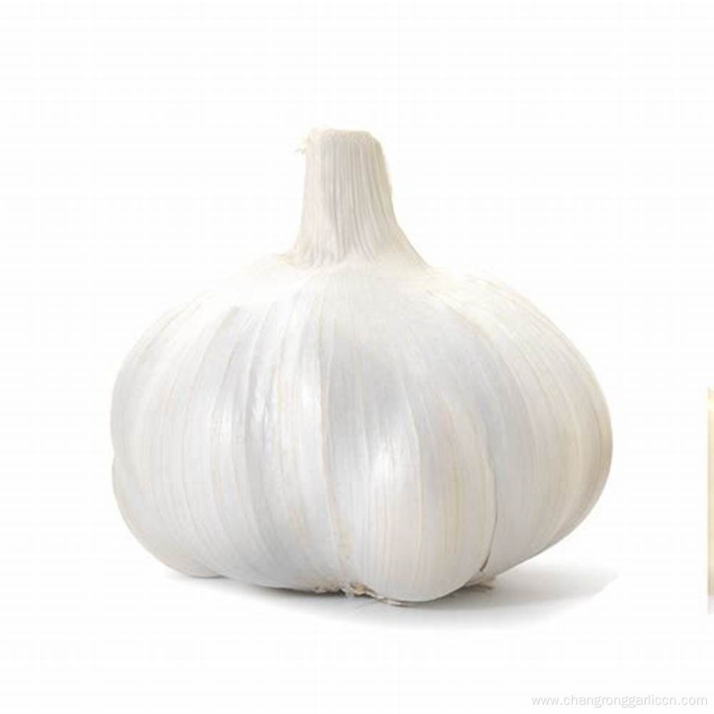 Farm Wholesale Dried Whole Garlic Price