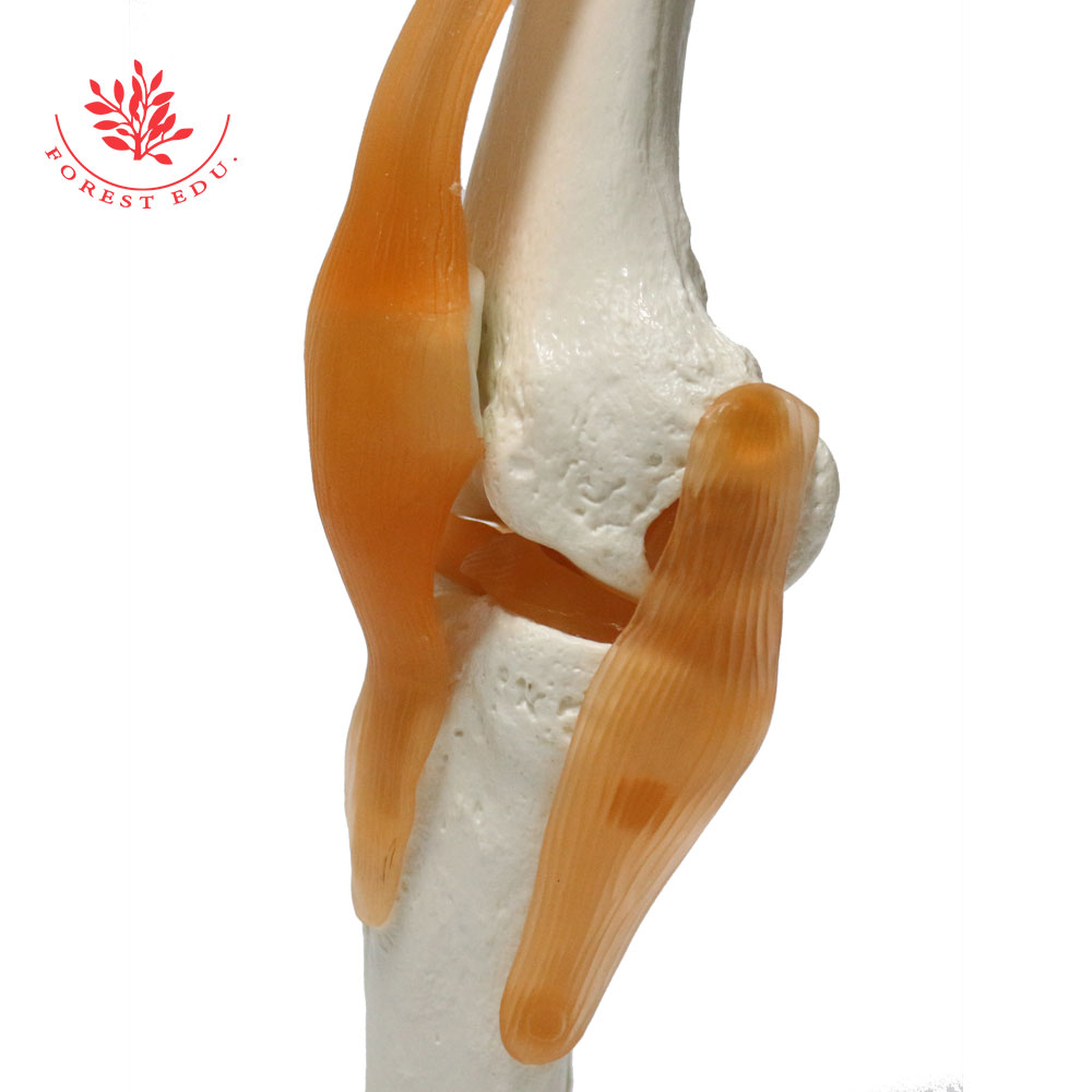 Left Knee Model Life-size Anatomical Knee Joint Model With Ligaments By Forest, High ...