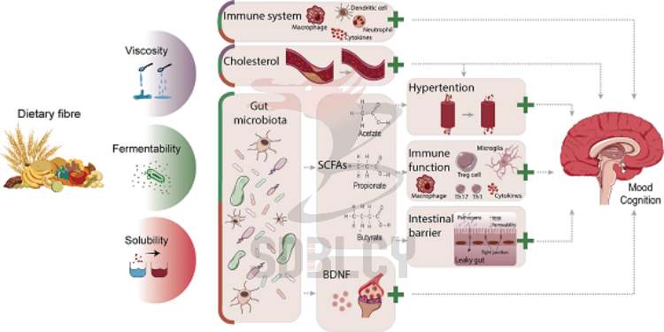 Dietary Fiber Gut Brain Health Png