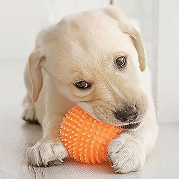 Squeaky Dog Rubber Toy