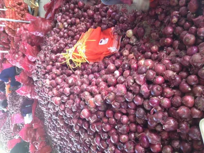 round onion fresh onions gansu onion