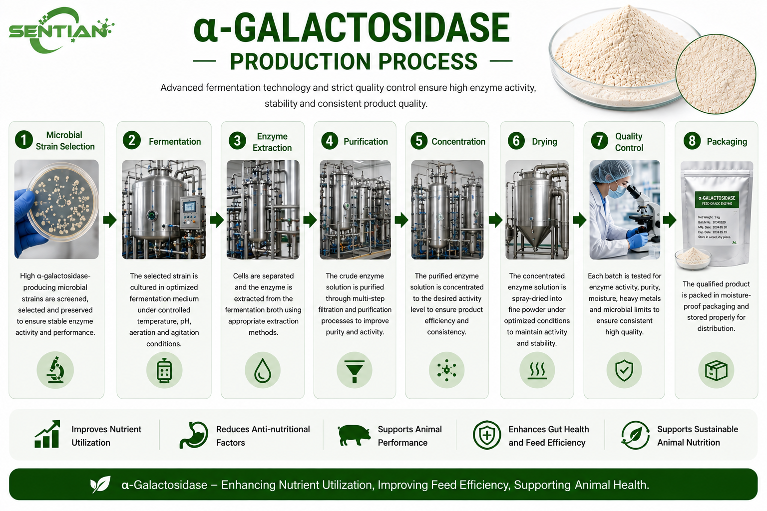 α-Galactosidase（1）