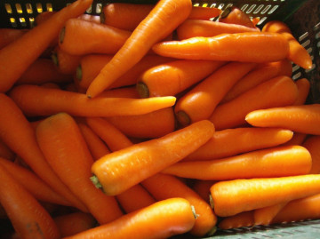 China Fresh Carrot (2014 New Crop)
