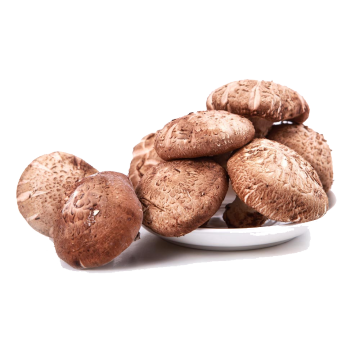 High Quality Natural Fresh Shiitake Mushroom