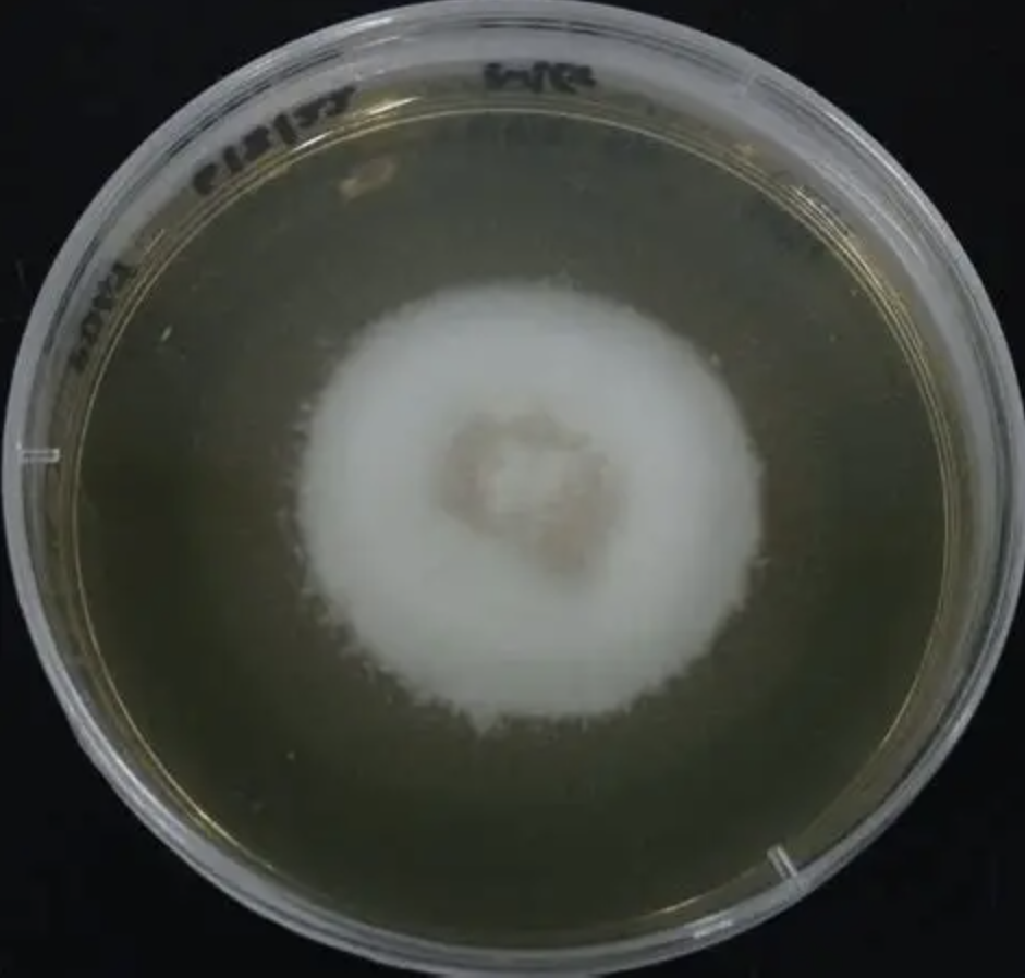 High Purity Metarhizium Anisopliae