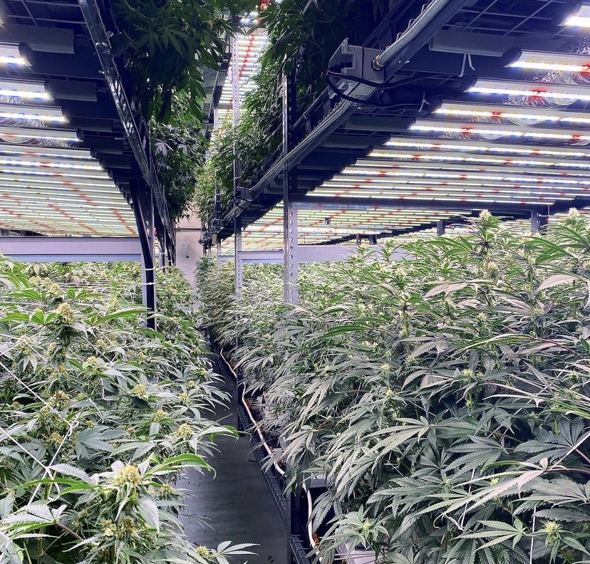 Cannabis Grow Light 30 Cannabis Grow Light 30