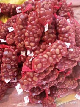 Good Quality Fresh Chestnut