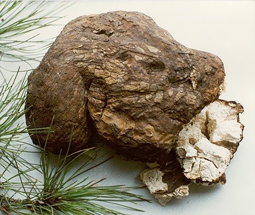 Poria Cocos (Schw.) Wolf.