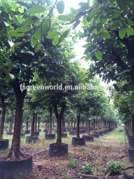 ficus benghalensis