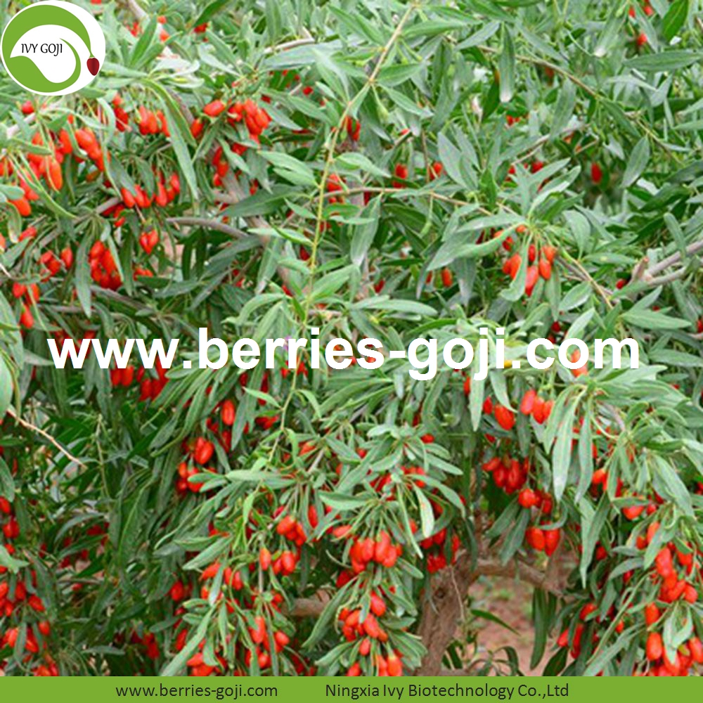 goji berry