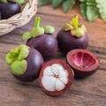 Mangosteen 추출물 90% 알파 망고 스틴 Garcinia mangostana l