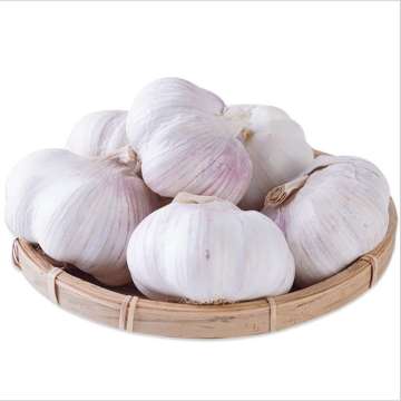 Best wholesale fresh garlic importer low price