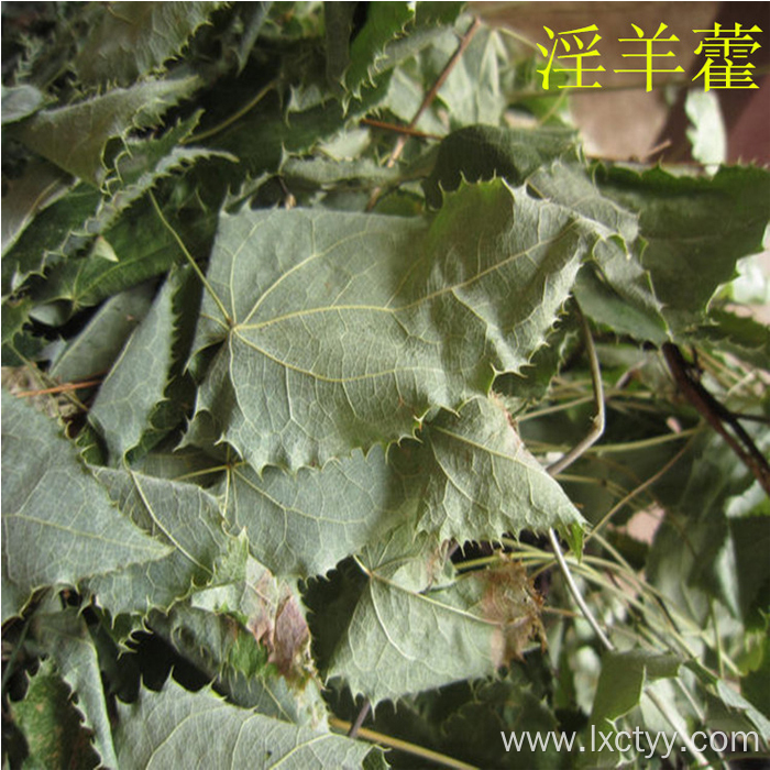 Epimedium tea is good for health