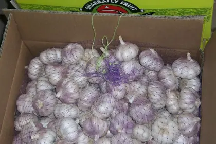 Normal white garlic whole garlic