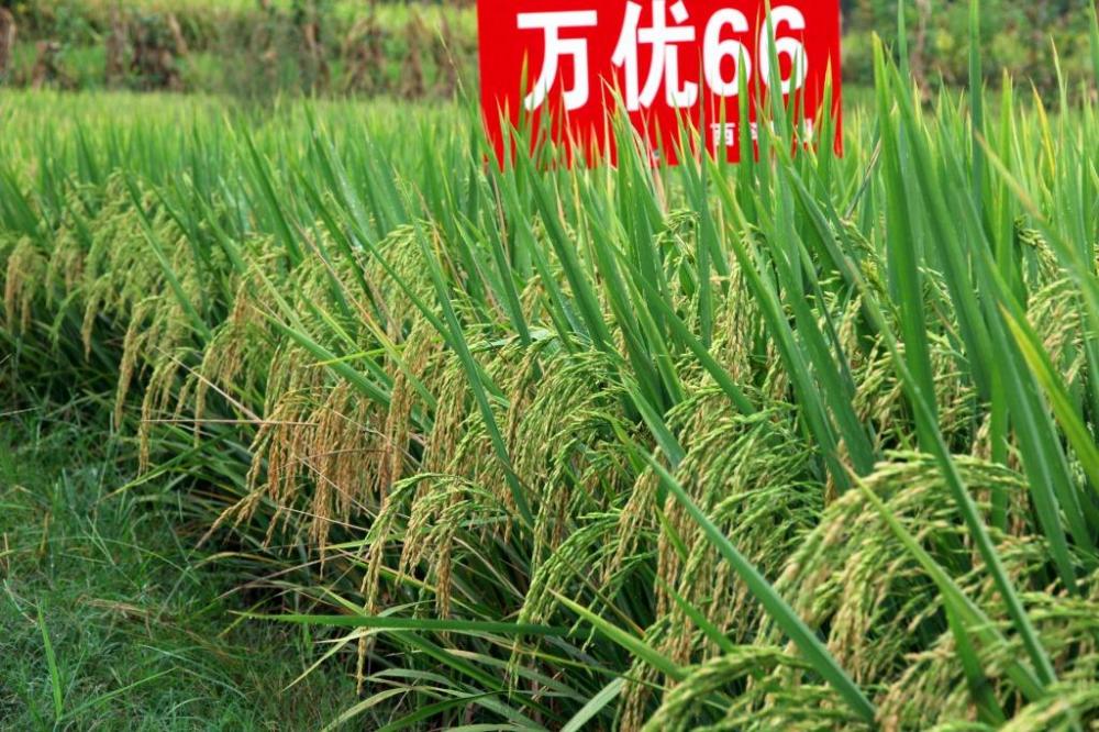 paddy seed price