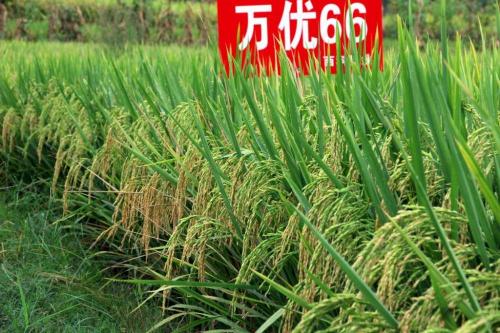 Warme verkoopprijs van nieuw rijstzaad