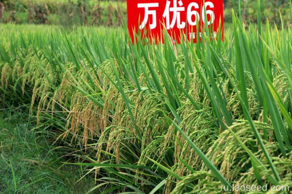 Горячая цена продажи новых семян риса
