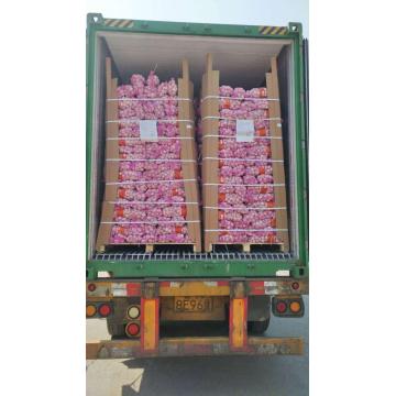 1*40 RH CONTAINER GARLIC