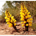 Cistanche Deserticola Extract 15% 20% Echinacoside