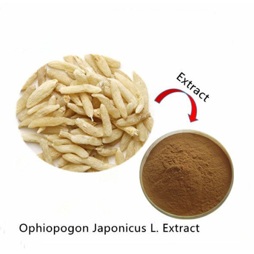 Natural Ophiopogon japonicus extract