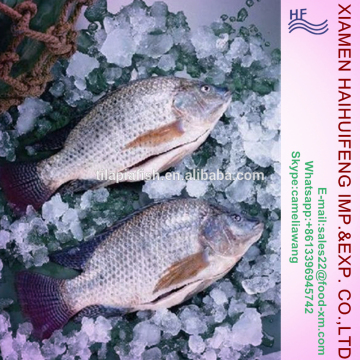 Frozen Whole Gutted and Scaled Black Tilapia Exporter