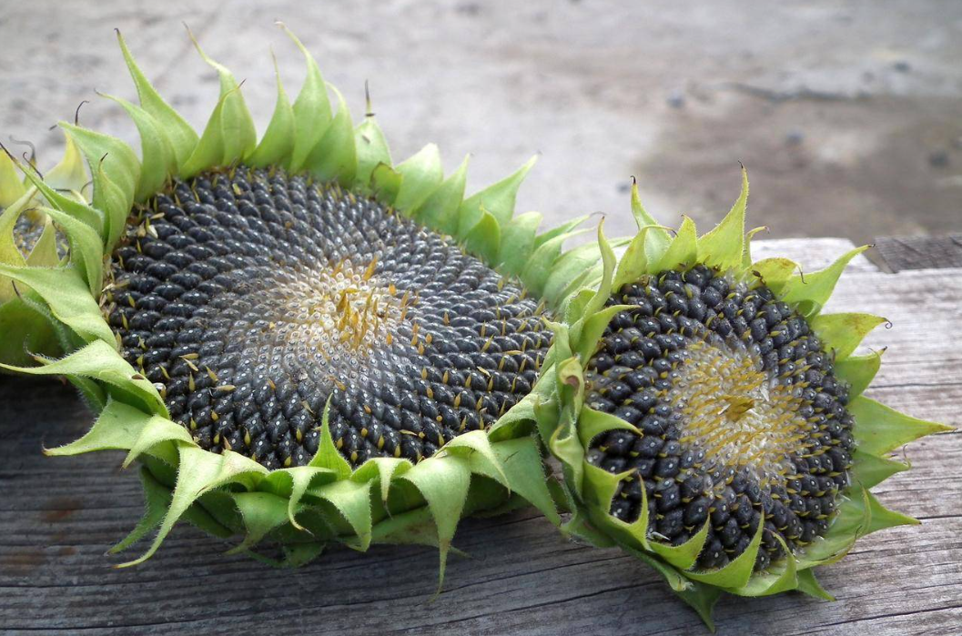 sunflower seed extraction machine