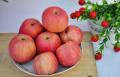 Xuất khẩu cây trồng mới Chất lượng tốt cạnh tranh Fuji apple