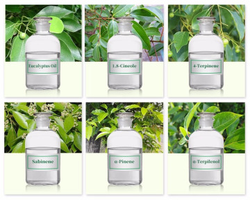 Natural Eucalyptus globulus oil