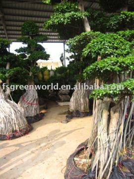 Ficus microcarpa bonsai ready for shipment