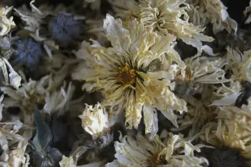 High quality organic Chrysanthemum flower dried