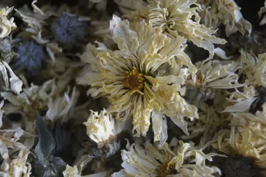 High quality organic Chrysanthemum flower dried