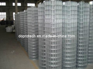 Welded Wire Mesh Roll (DP-WWMR09)
