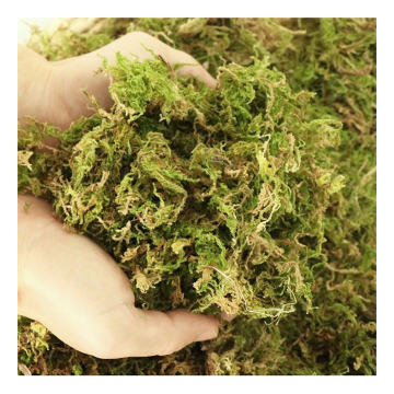 Succulent Cultivation and Garden Supplies: Moss, Fertilizers, and Reptile Habitat Products