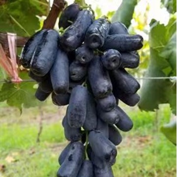 Uvas pretas longas crocantes e crocantes