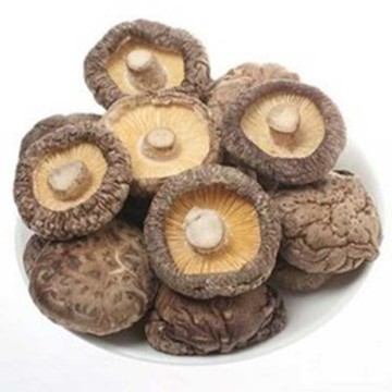 Wholesale Wild Dried Glossy Mushroom