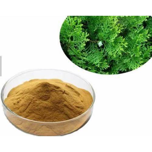 Platycypress leaf extract powder